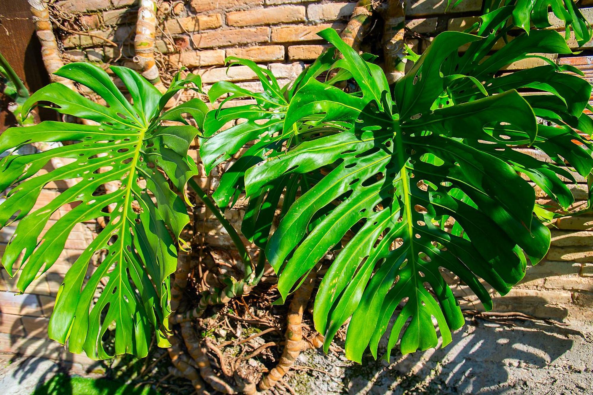 Lo Jardi De Benifallet Extérieur photo